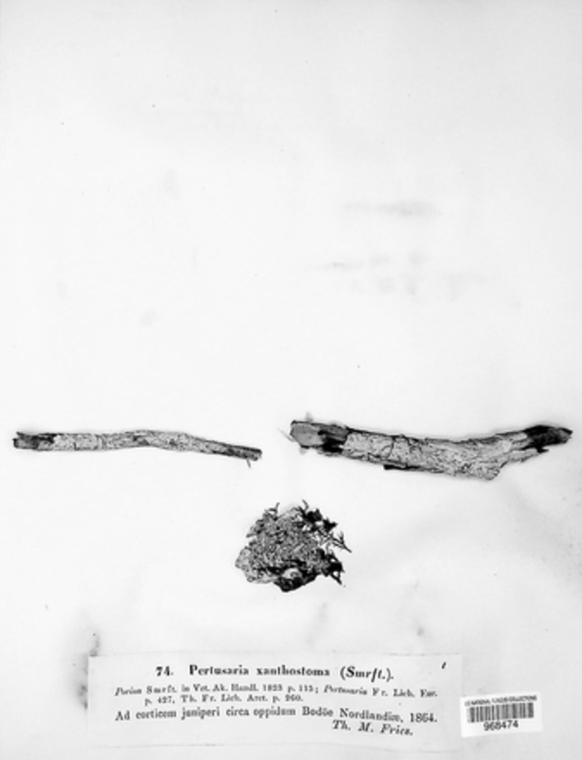 Ochrolechia xanthostoma image